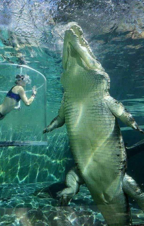 Размер взрослого австралийского гребнистого крокодила по сравнению с человеком