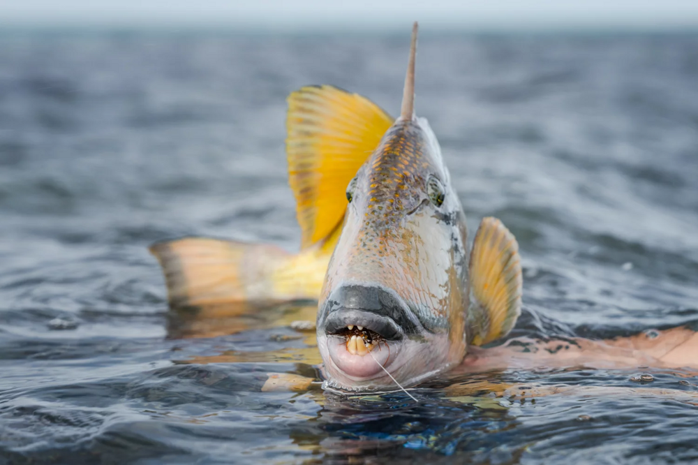 Спинорог: почему у этих рыб «человеческий рот»?