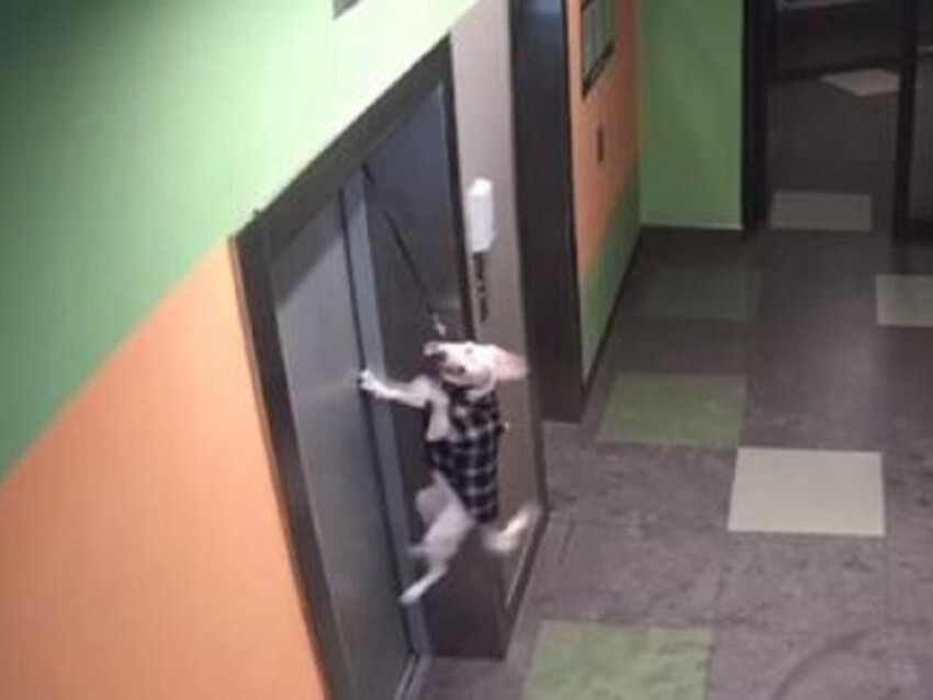 Зажатый лифтом поводок чуть не задушил собаку