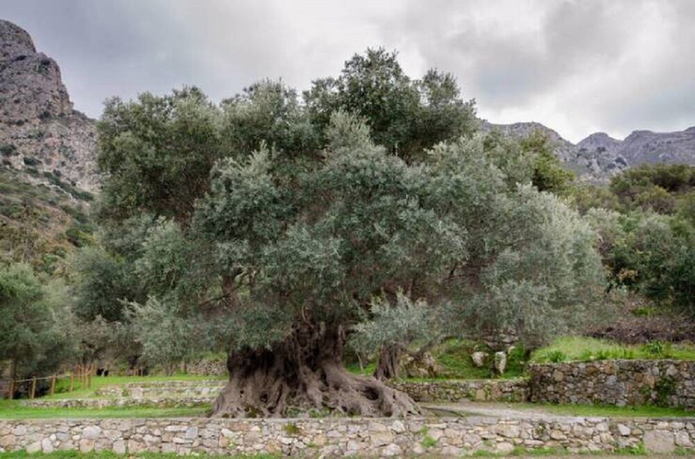 20. Самое старое оливковое дерево, которому более 3500 лет