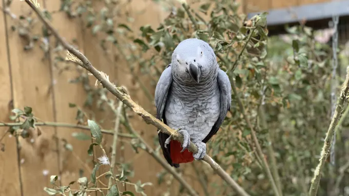 В зоопарке придумали «опасный метод» перевоспитания матерящихся попугаев