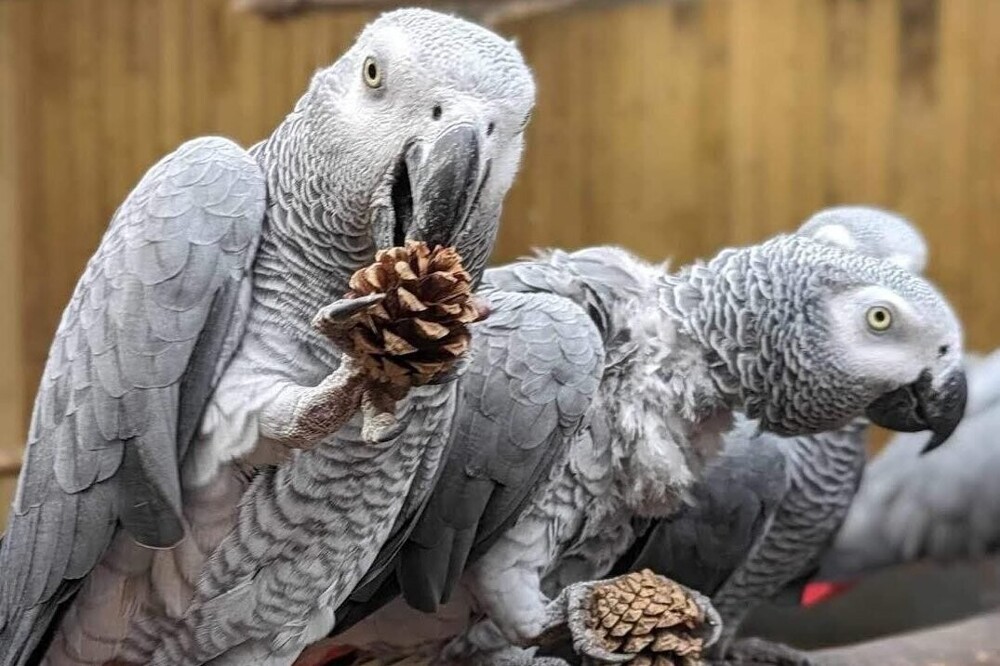 В Англии сотрудники зоопарка стараются отучить попугаев материться