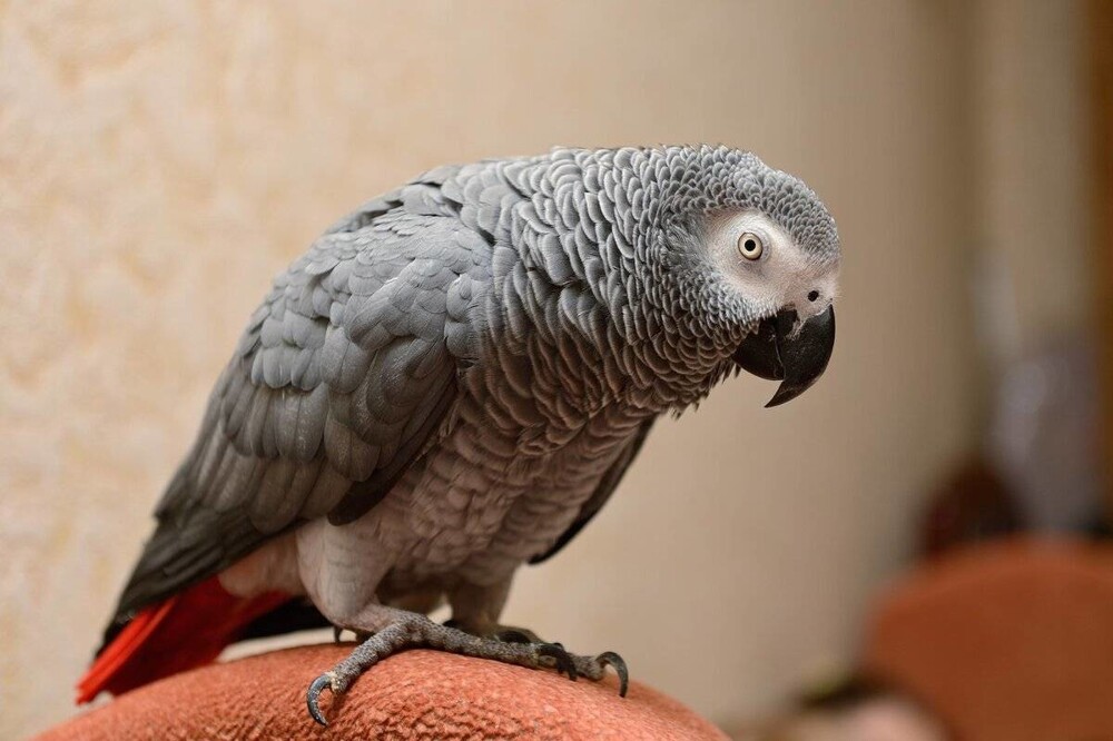 В Англии сотрудники зоопарка стараются отучить попугаев материться