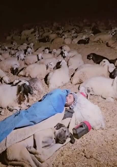 Стадо охраняет сон пастуха и собакена 