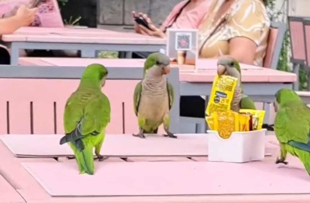 Банда попугаев совершила дерзкую кражу специй в ресторане