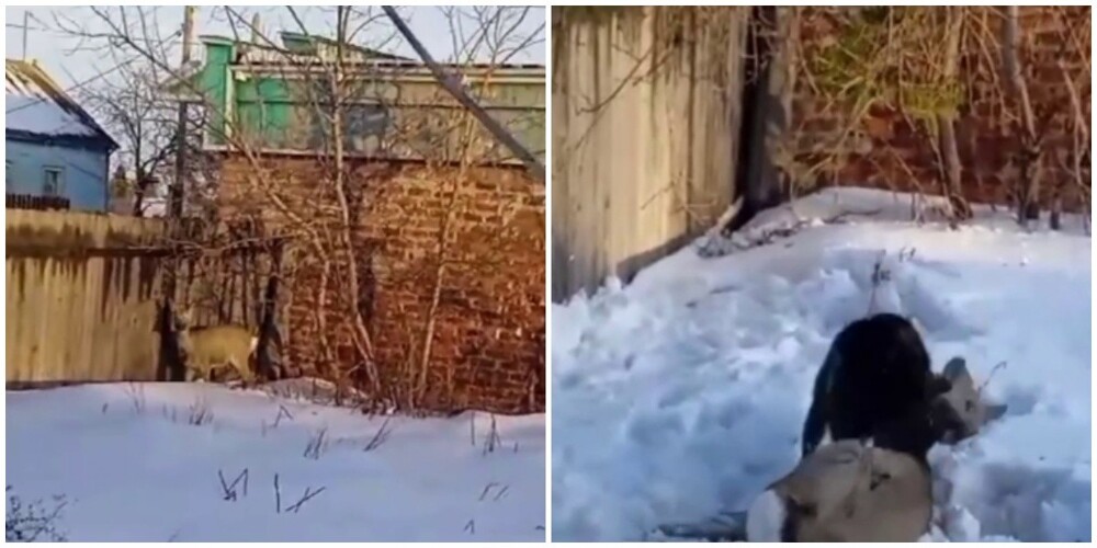 Ради рекламы: в Омской области мужчина натравил свою собаку на косулю и снял это на видео