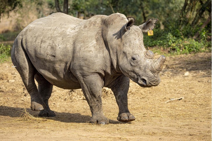 Почти вымерший вид носорогов пытаются спасти с помощью ЭКО
