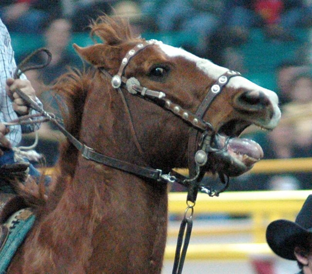Больно ли лошади от удила во рту?
