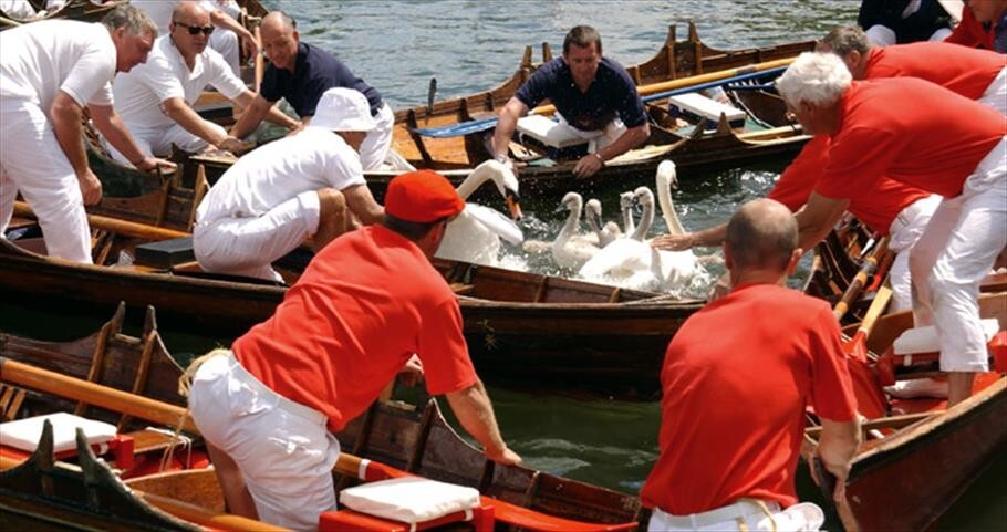 7. Фестиваль ловли и маркировки лебедей, Великобритания