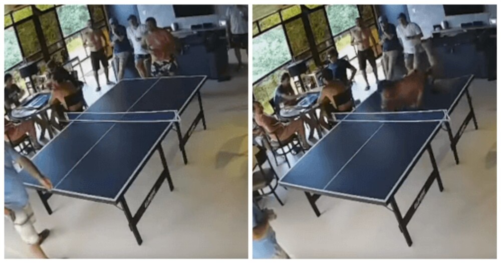 Мужчина сломал стол для пинг-понга, пытаясь одолеть соперника