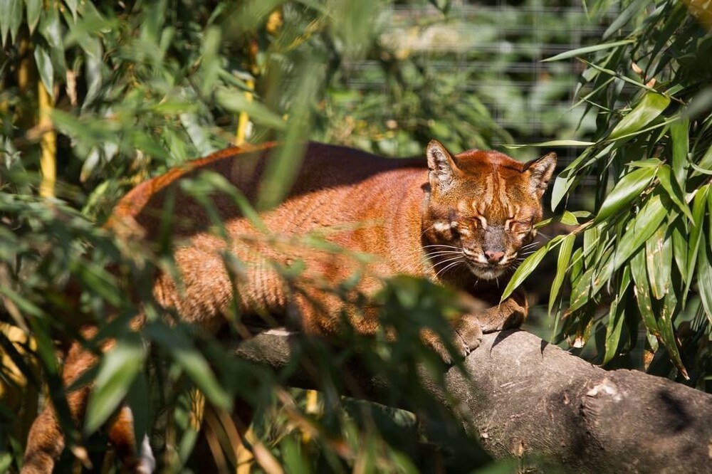 Кошка Темминка – загадочный золотошёрстый хищник