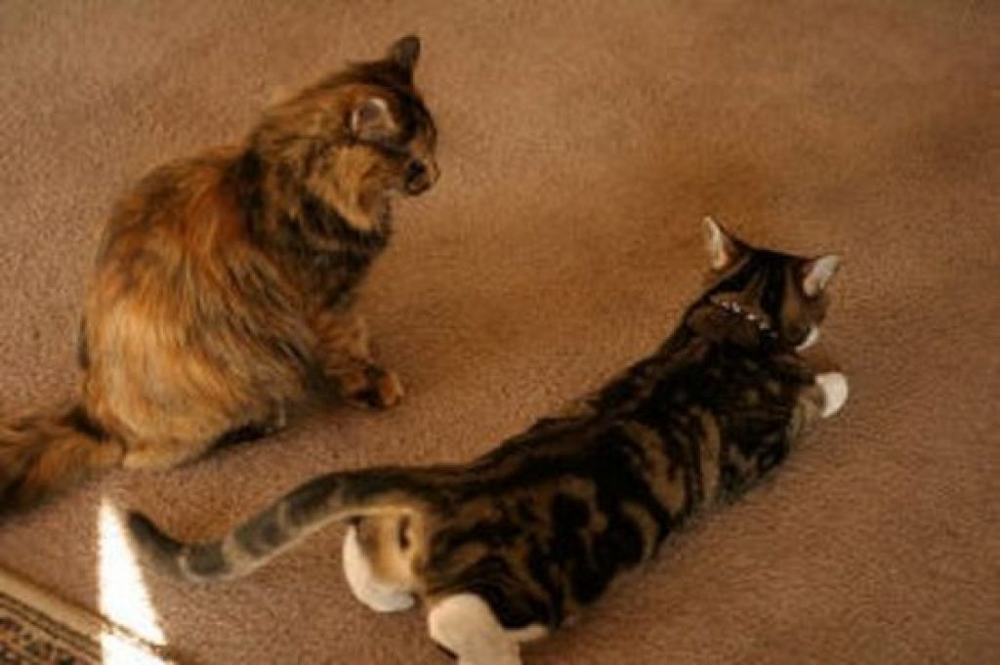 Почему кошки любят поднимать заднюю часть тела, когда их гладят