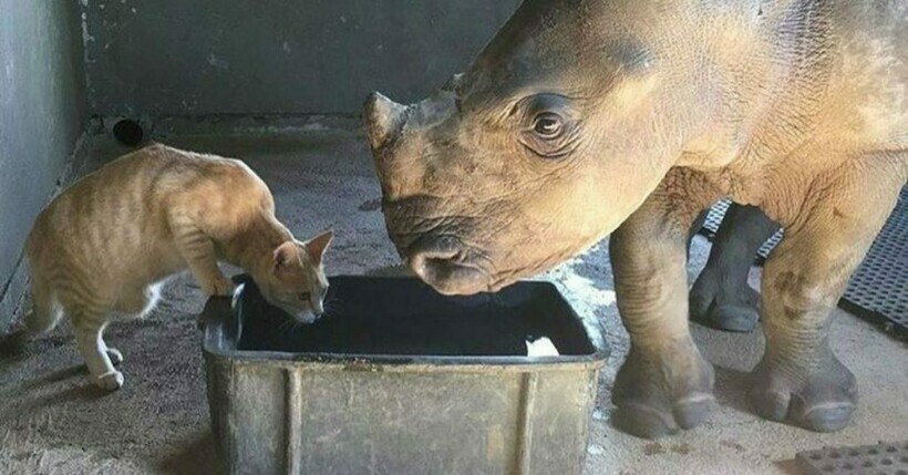 Кошка подружилась с осиротевшим носорогом и взяла его под опеку