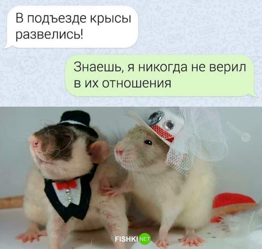 Крысы развелись