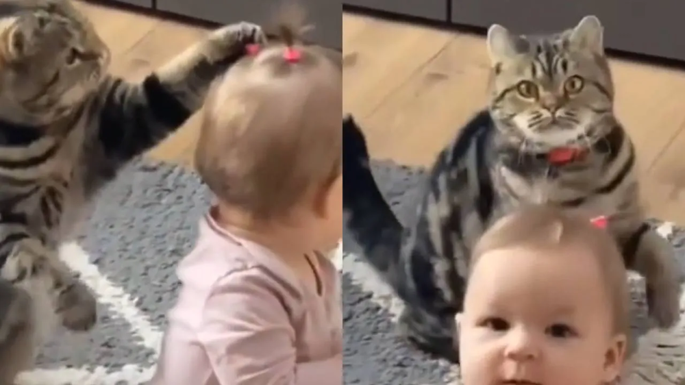 «Какие странные ушки»: умилительная игра котика с маленькой девочкой