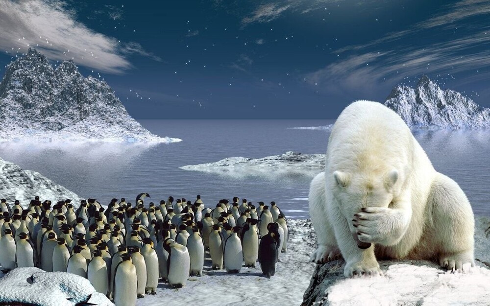 Неудачный эксперимент по переселению пингвинов