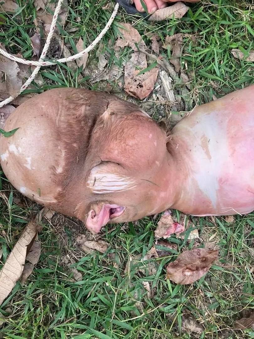 В Таиланде родился странный теленок с "человеческой" головой