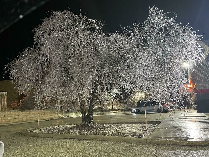 17. Дерево после ледяного шторма в Иллинойсе
