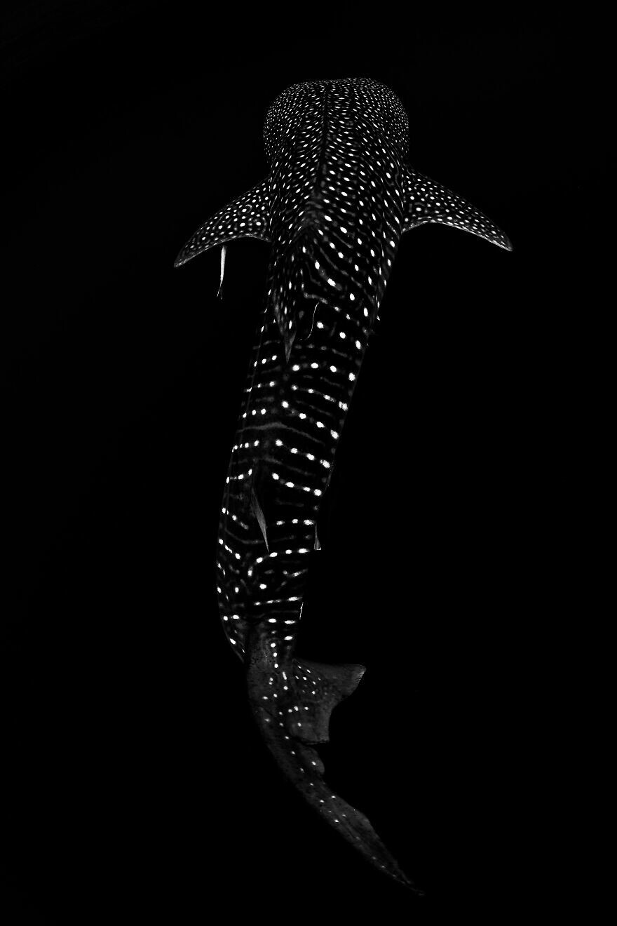 8. "Созвездие акулы", автор Энрико Помпеи. 4-е место, "Черно-белое"