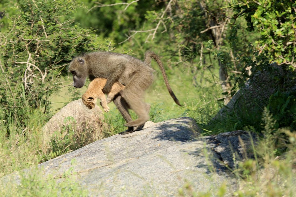 Зачем бабуины воруют котят львов и леопардов?