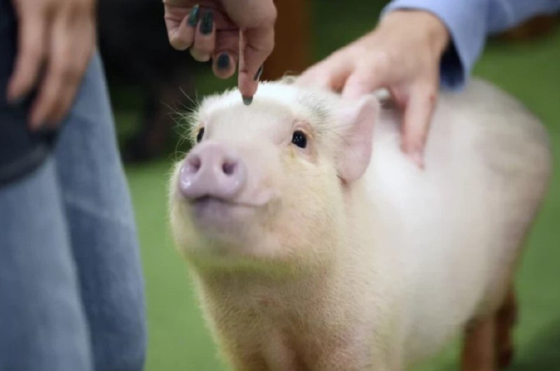 В Японии новая мода — кафе, где можно обниматься со свиньями