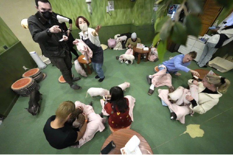 В Японии новая мода — кафе, где можно обниматься со свиньями