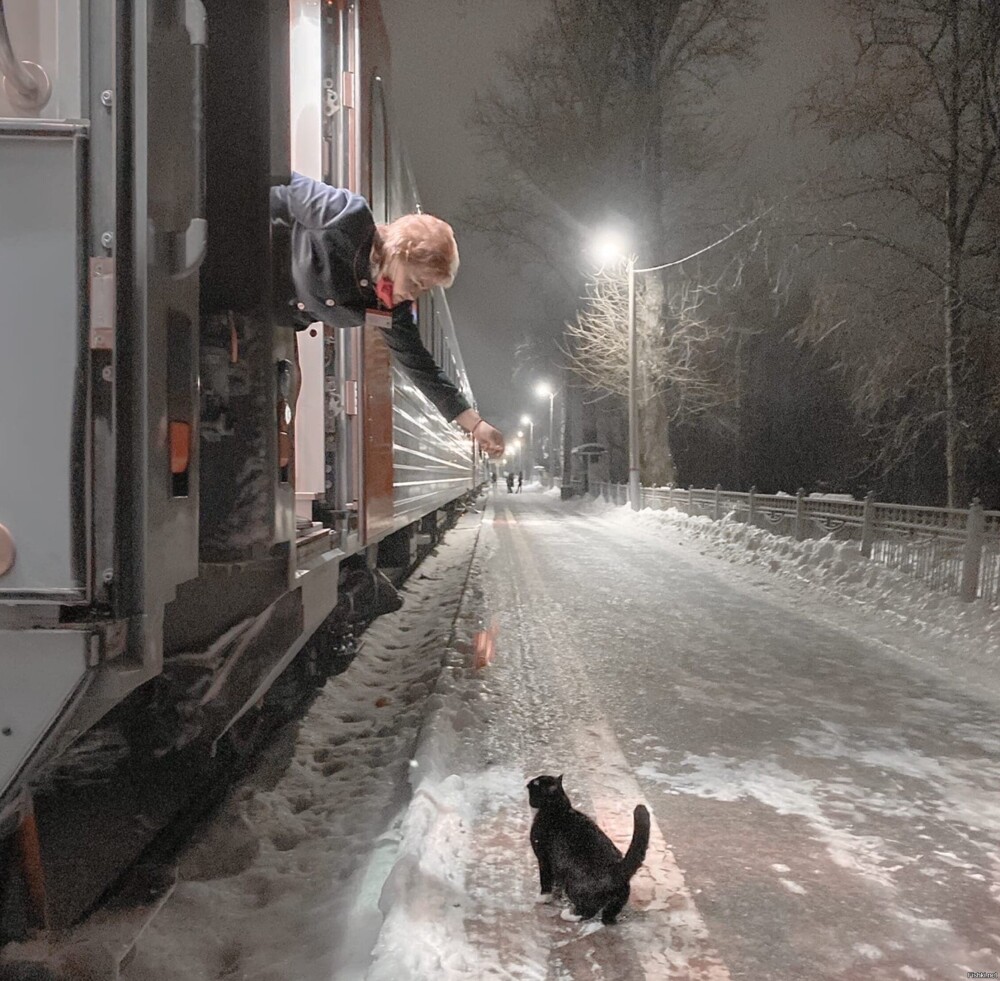 Проводница поезда Псков-Москва кормит кота Феликса во время короткой остановк...