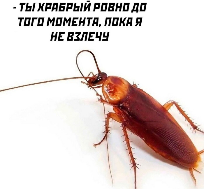 Скрины из соцсетей 