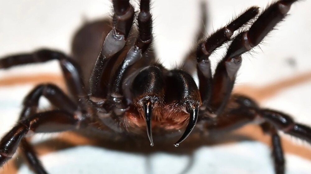 «Это те, которые рвут у себя волосы на попе и выплёвывают»: жительница Уфы обнаружила в подъезде здоровенного паука