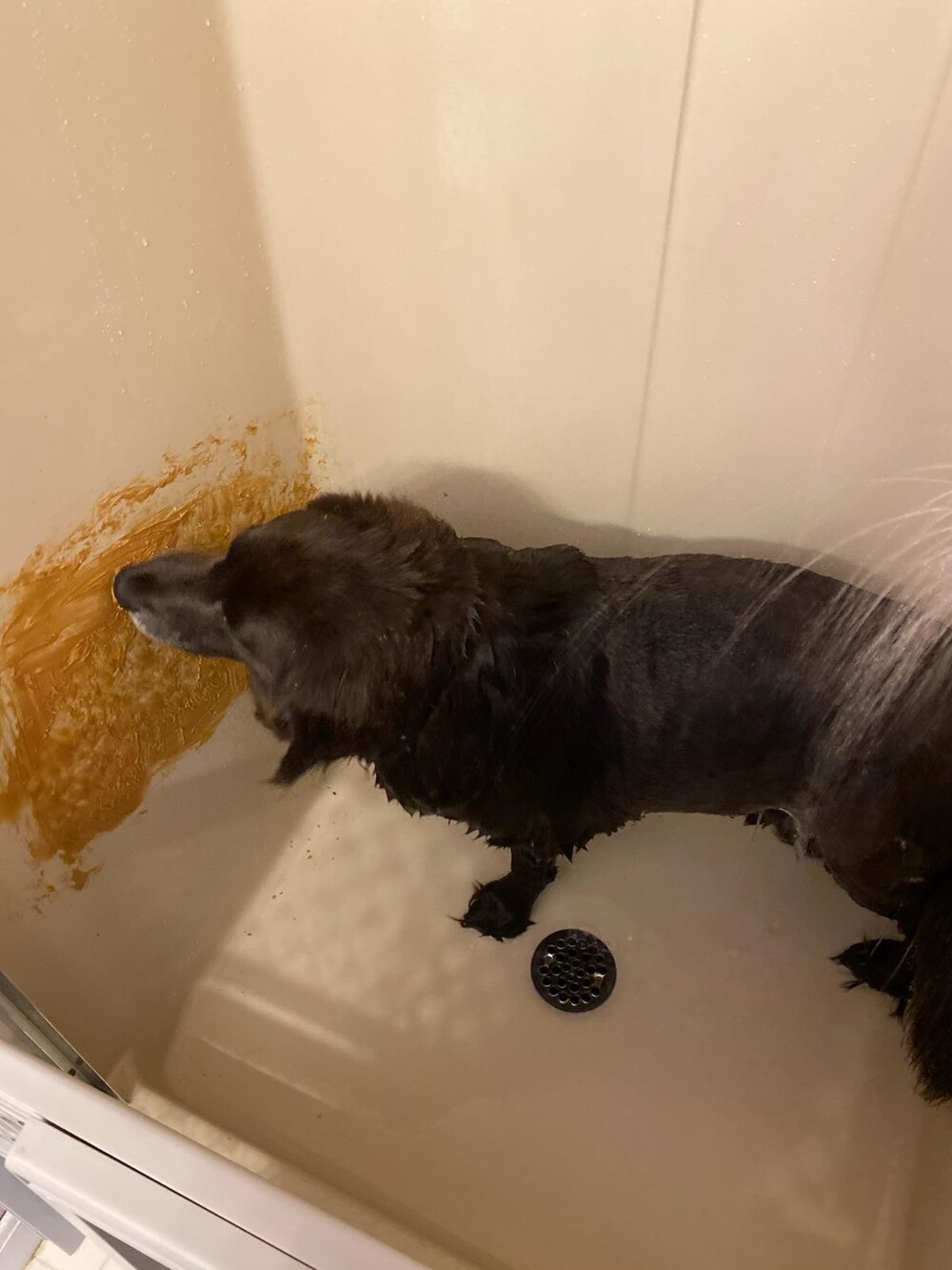 2. Мой брат использует арахисовое масло, чтобы собака не двигалась во время купания