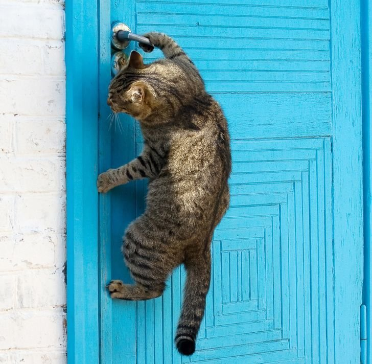 Зачем коты постоянно просят открыть дверь, но не заходят в неё?