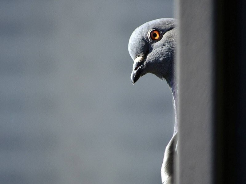 В Индии полиция отпустила голубя, задержанного ранее по подозрению в шпионаже