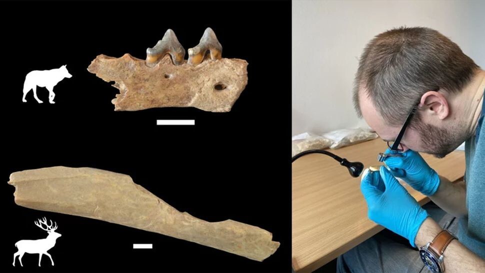 В Германии нашли кости животных, съеденных человеком 45 000 лет назад