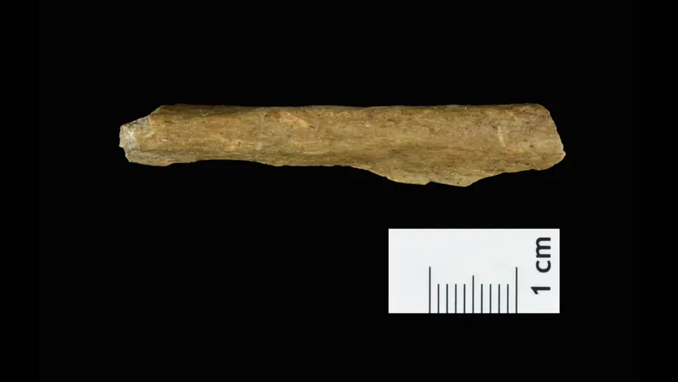 В Германии нашли кости животных, съеденных человеком 45 000 лет назад