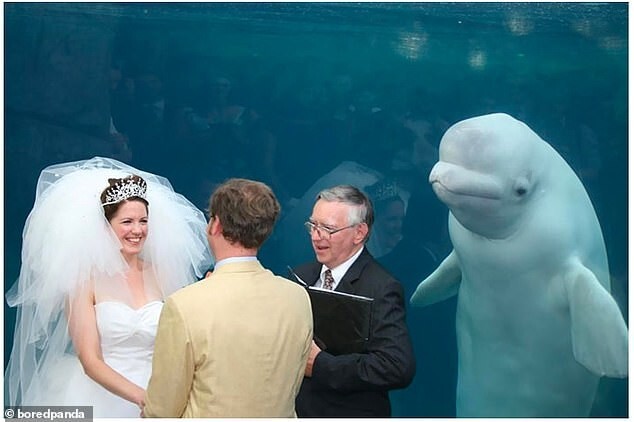 Счастливая пара и любопытный кит белуха