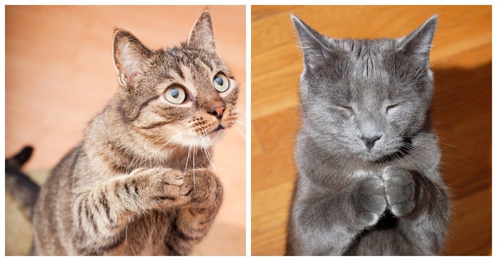 Просите и получите: проверенное жизненное руководство от котиков