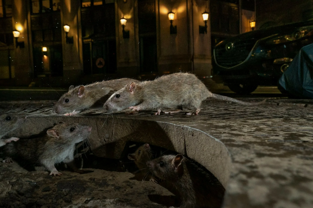 Крысиный апокалипсис в Нью-Йорке: Как полчища грызунов атакуют Америку