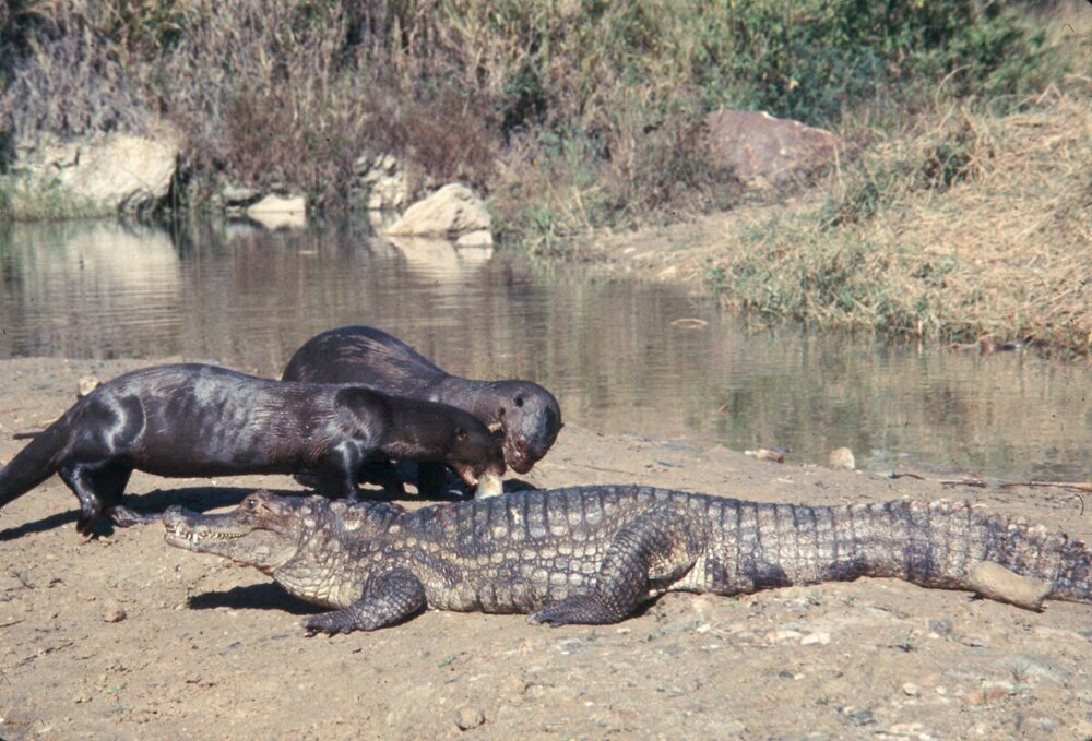 Гигантская выдра: она атакует крокодилов, анаконд и даже ягуаров