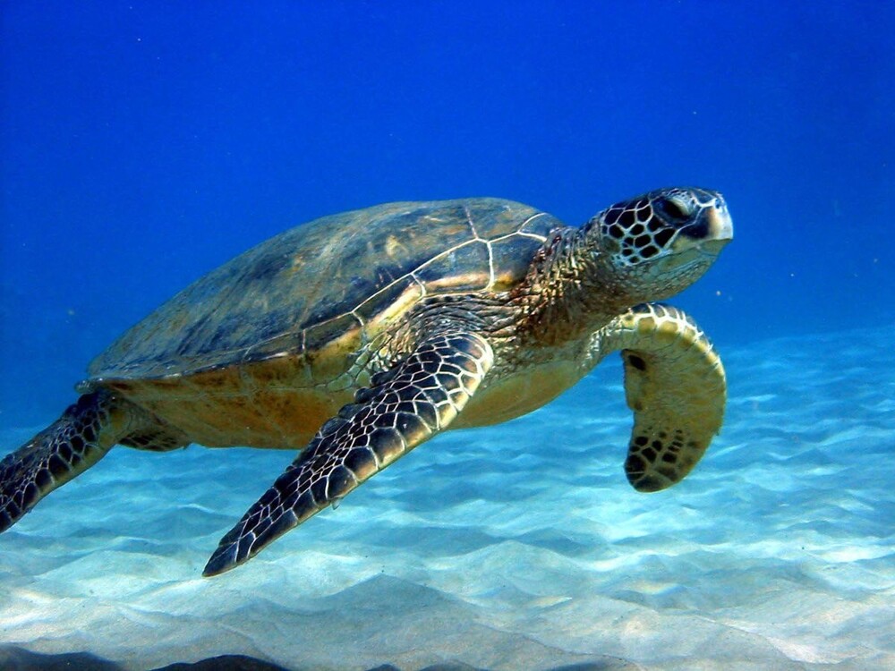 3. Некоторые черепахи могут дышать под водой через задний проход