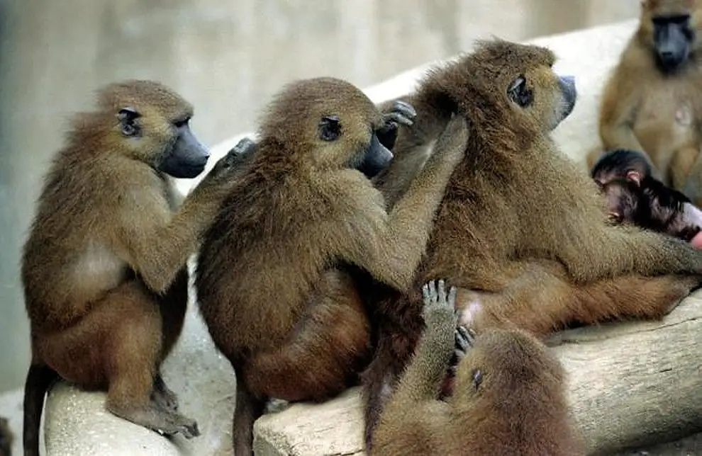 5. Группа обезьян сбежала из исследовательского центра в Японии