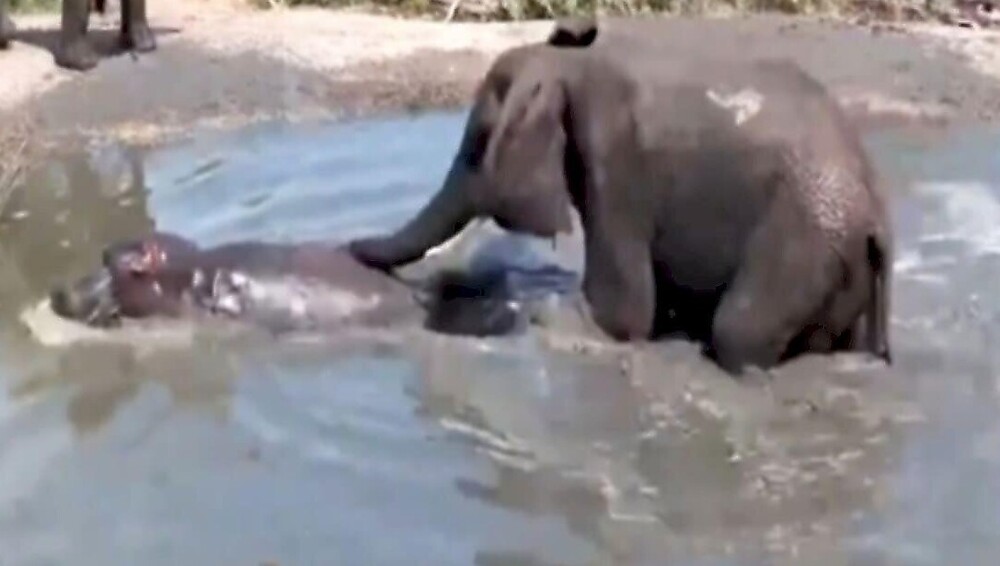 Слон очистил водоём от бегемотов