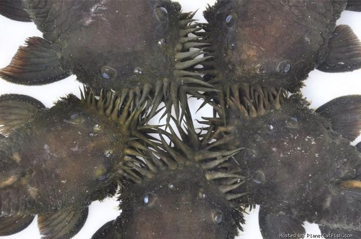 Анциструс-медуза: зачем сому целый лес из щупалец на морде?