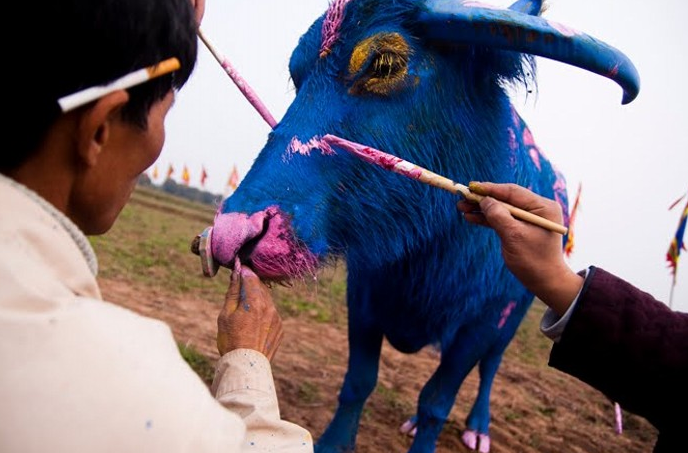 Зачем китайцы красят быков