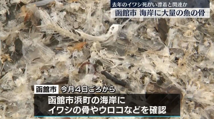 Белый пляж в Японии, покрытый костями рыб