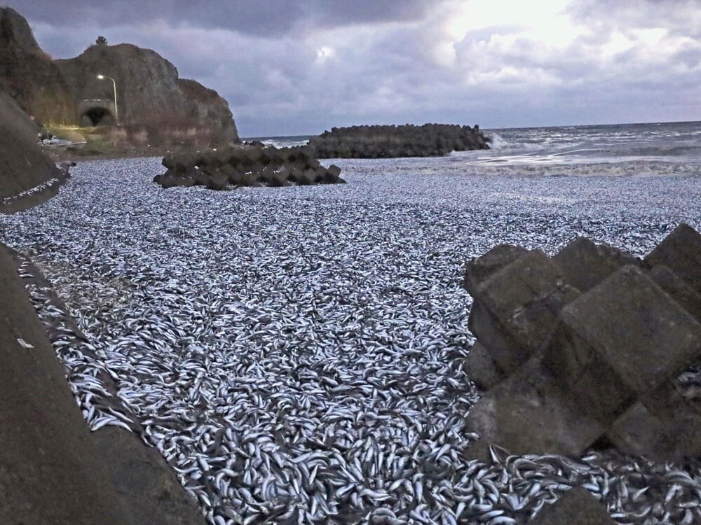 Белый пляж в Японии, покрытый костями рыб