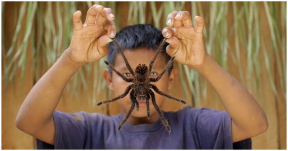 Впечатляющие размеры паука