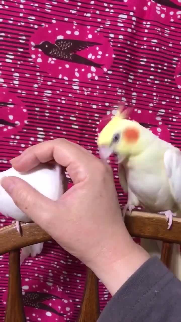 Ревнивый попугай 