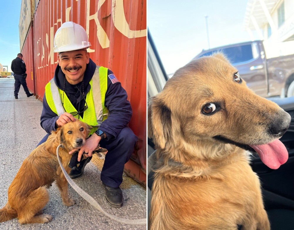 В США спасли собаку, просидевшую больше недели в закрытом контейнере