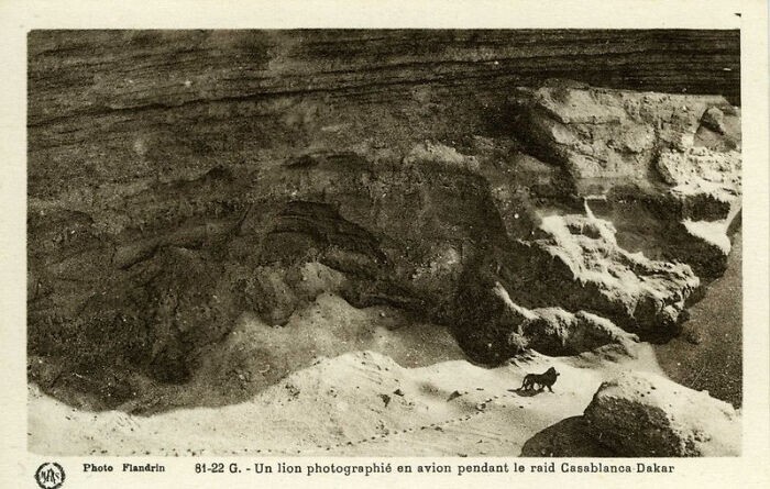 11. Последняя известная фотография берберийского льва перед предполагаемым исчезновением, сделанная в Атласских горах в Северной Африке в 1925 году Марселином Фландрином