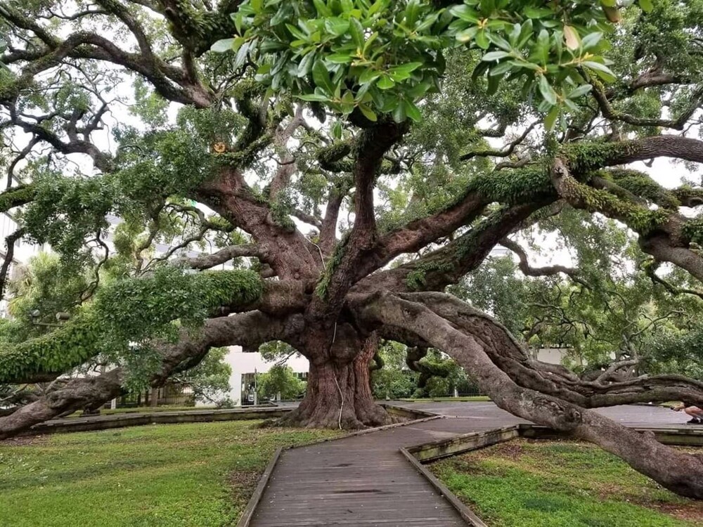 8. 250-летний дуб, Флорида, США
